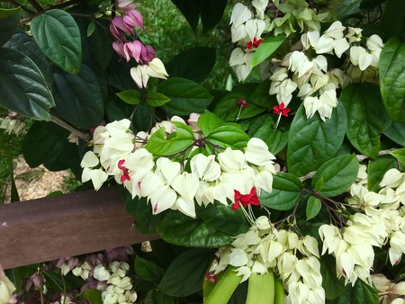 Flowers with clear petals contrasting with green foliageの写真素材