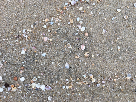 Many small shells on the sand of the beach