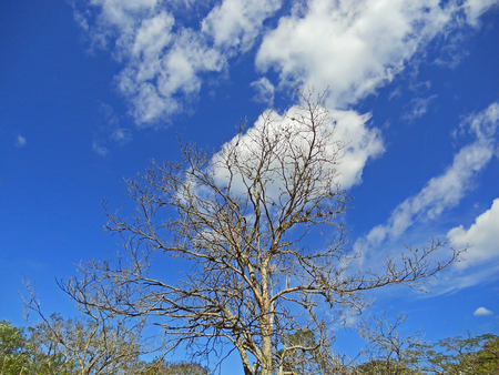 Tree without leaves and a blue sky with cloudsの写真素材