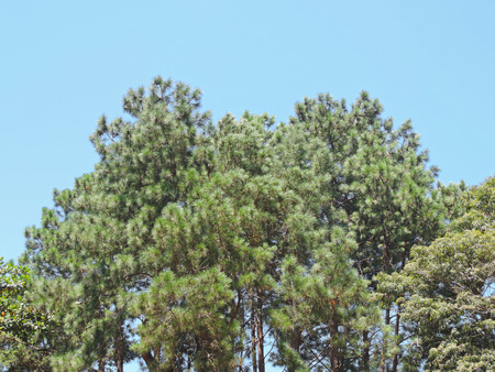 Green foliage of trees in contrast with blue skyの写真素材