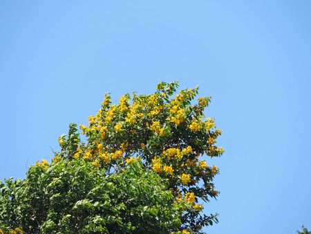 Green foliage of trees with some yellow flowers in contrast with blue sky