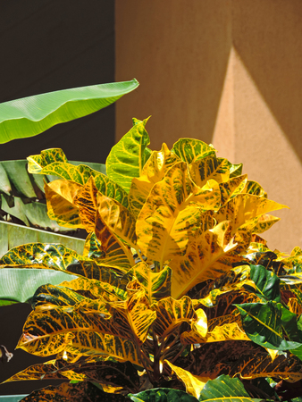 Plants with colorful leaves in the garden