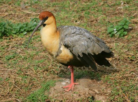 Black-faced Ibis (Theristicus Melanopis)の写真素材