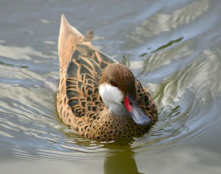 White-cheeked pintail (anas bahamensis)の写真素材