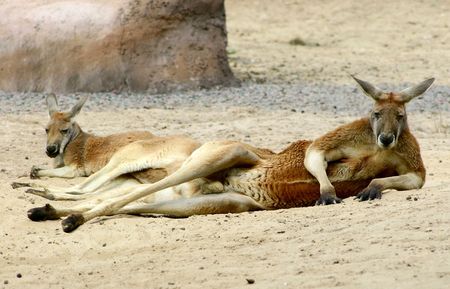 kangaroos restingの写真素材