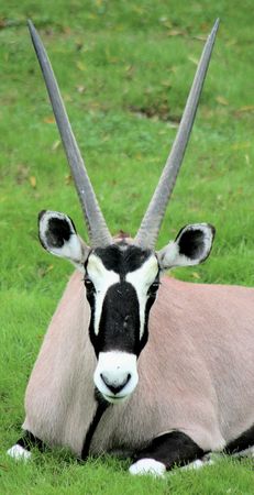 Oryx antelopeの写真素材
