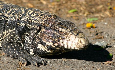 Big Lizard (lagarto overo)の写真素材