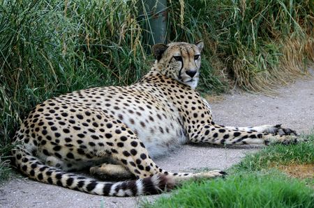 cheetahの写真素材