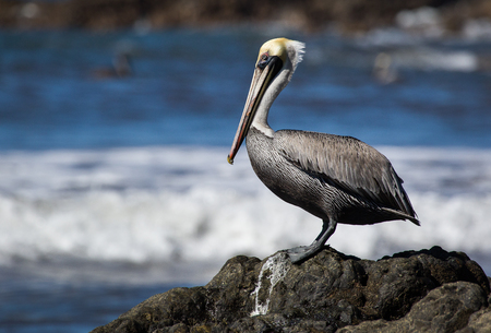 A brown pelican perched on a rockの写真素材