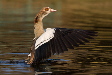 An egyptian goose photographed in South Africaの写真素材