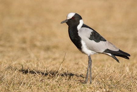 A blacksmith lapwing photographed in South Africaの写真素材