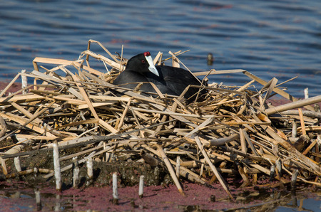 Red knobbed coot in nestの写真素材