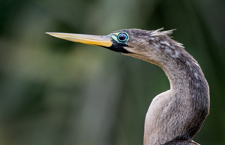 Portrait of anhinga