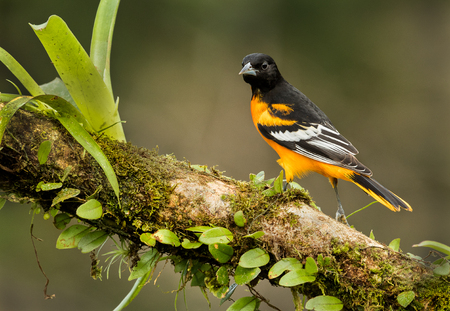 A perched Baltimore oriole photographed in Costa Rica