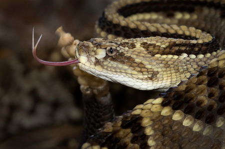 Central american neotropical rattlesnake