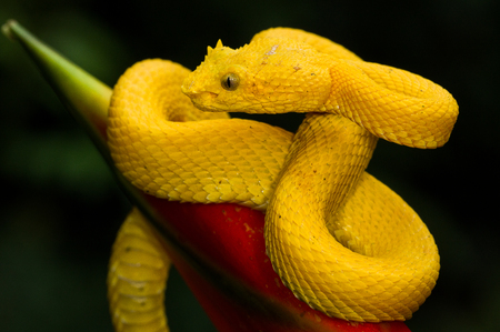 A yellow eyelash pit viper photographed in Costa Ricaの写真素材