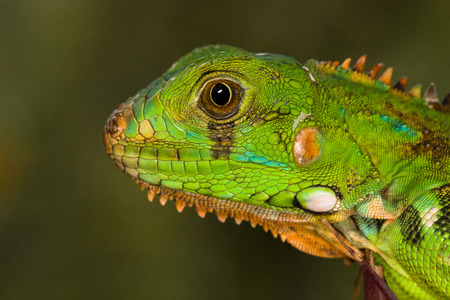 Portrait of a young iguanaの写真素材