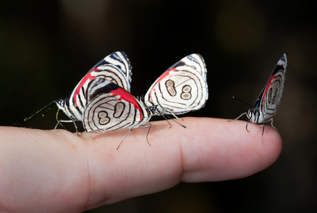 Four butterflies on one fingerの写真素材