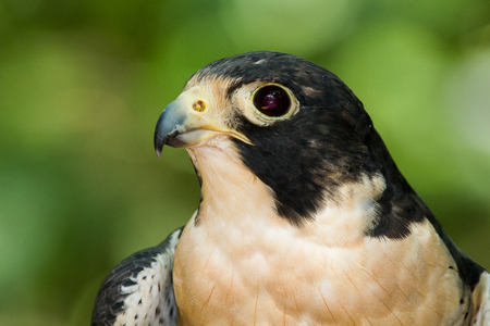 Portrait of a peregrine falconの写真素材