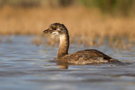 A pied billed grebe photographed in Argentinaの写真素材