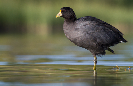 A white winged coot photographed in Argentinaの写真素材