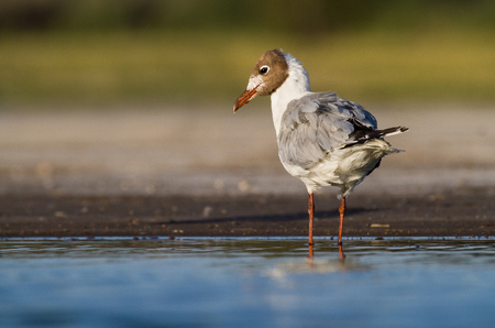 A brown hooded gull photographed in Argentinaの写真素材