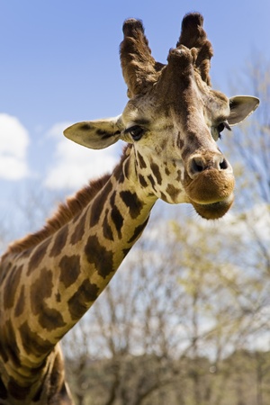 Wild giraffe walking in the jungleの写真素材