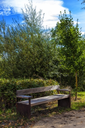 Old empty wooden bench in the forestの写真素材