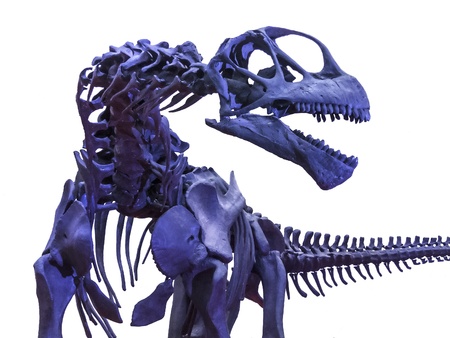 Isolated menacing tyrannosaurus rex skeleton