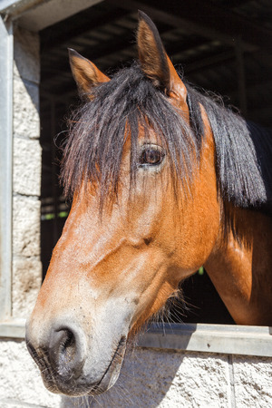 Close view of a horse with the head outside the stableの写真素材
