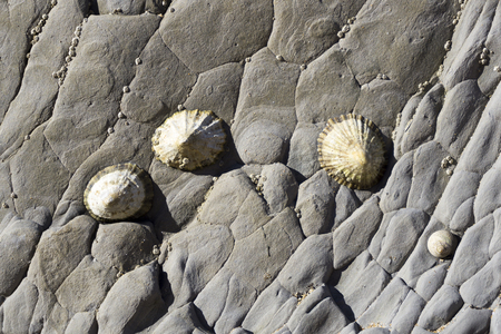 Group of limpets on a rockの写真素材