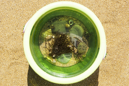 Sea life inside a beach bucket on the sandの写真素材