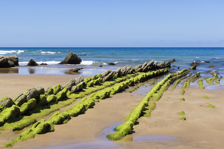 Green seaweed on rocks at the beach, with the sea in the backgroundの写真素材