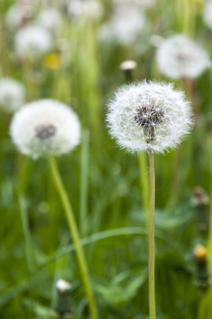 Detail of dandelion in a dandelion fieldの写真素材