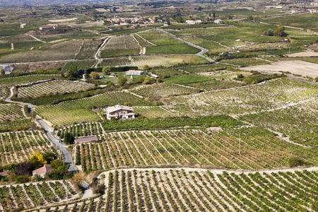 Vineyard in Laguardiaの写真素材