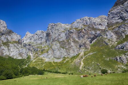 Group of cows at the foothills of the Picos de Europaの写真素材