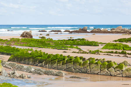Flysch rock formation with green seaweed at the Barrika beach in Biscay, Spainの写真素材