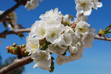 Cherry Flowers with Blue Sky Backgroundの写真素材