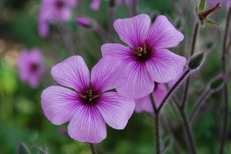 Two beautiful purple poppies on a botanic gardenの写真素材