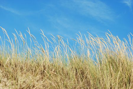 Reed grass with blue sky backgroundの写真素材