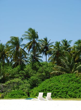 photo of coconut palm trees against blue sky background with white chairsの写真素材
