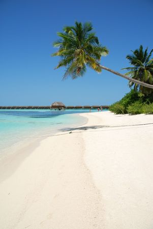 beautiful scene beach with gorgeous palm tree in Maldivesの写真素材