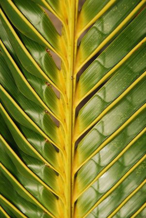 closeup photo of a coconut palm tree backgroundの写真素材