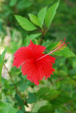 beautiful photo of a red hibiscus pistilles flowerの写真素材