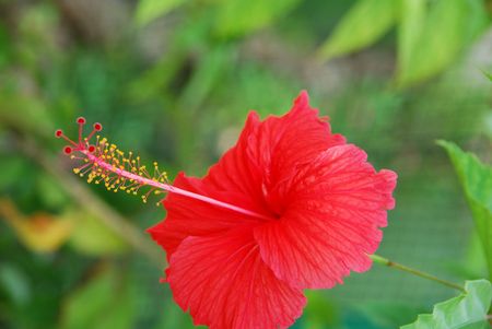 beautiful photo of a red hibiscus pistilles flowerの写真素材