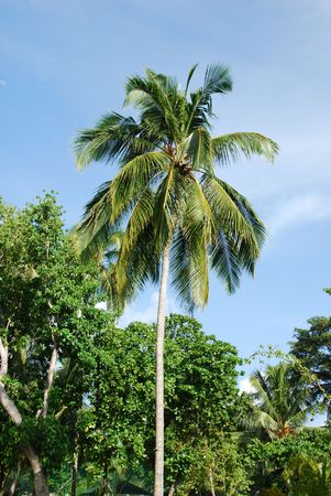 photo of a coconut palm tree against blue sky backgroundの写真素材