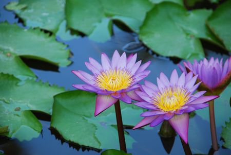 beautiful closeup photo of purple waterlilies in a small pondの写真素材