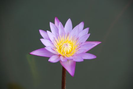 beautiful closeup photo of purple waterlily in a small pondの写真素材