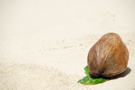 beautiful sand background with coconut fruit (shallow depth of field)の写真素材