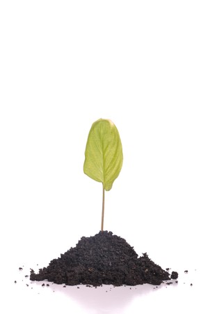young green plant in soil for agriculture, business growth or environment concepts (isolated on white background)の写真素材